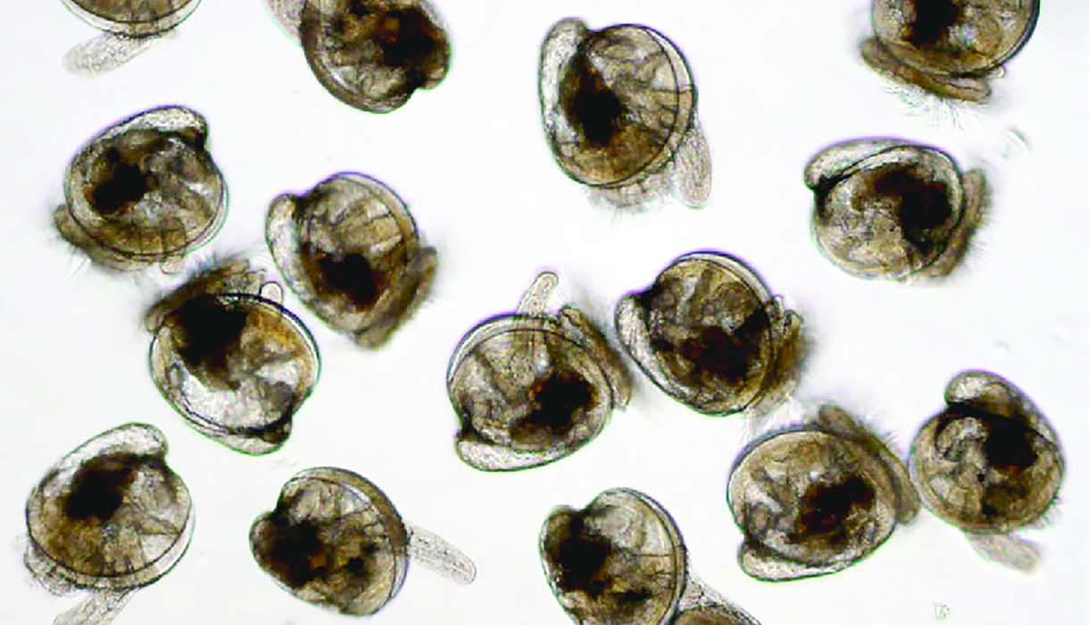 15-day-old oyster larvae as viewed under a microscope. Photo, Horn Point Lab