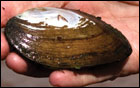 Freshwater mussel (Elliptio complanata) by Danielle Kreeger