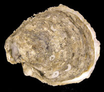 Umbo view of an oyster - by Adam Frederick