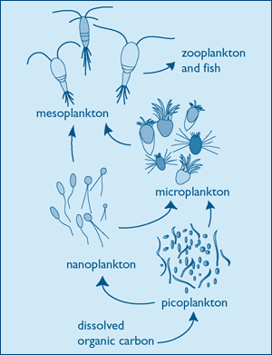 microbial loop