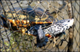 diamondback terrapin in fyke net