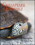 issue cover - terrapins on the patuxent