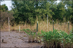 fenced and unfenced plots by Erica Goldman