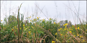 close-up of the marsh by Erica Goldman