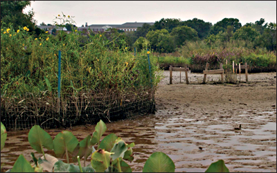 protected and unprotected marsh grass by Erica Goldman