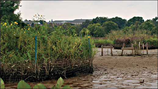 marsh near a golf course- Erica Goldman