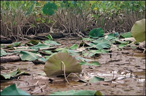 American lotus plant by Erica Goldman