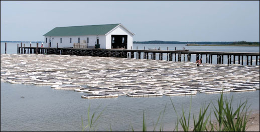 The Choptank Oyster Farm by Michael W. Fincham