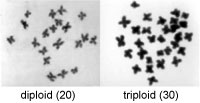Diploid (left) and triploid (right) chromosomes. Photographs by Standish Allen