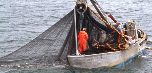 Rogers surveys a school of menhaden caught in his net by Harold Anderson for the Smithsonian Center for Folklife and Cultural Heritage