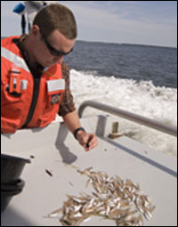 a pile of alewives by Michael W. Fincham