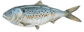Drawing of Menhaden by Duane Raver