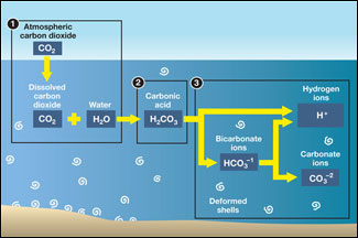 Acidification diagram.