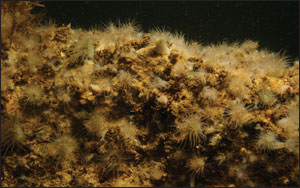 Oyster reefs in the Chesapeake Bay suffer from growing acidification. Photograph by Michael Eversmier.
