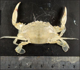 Crab in high acidity courtesy of Justin Ries