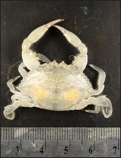 Crab in low acidity courtesy of Justin Ries