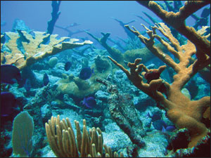 Coral reef by NOAA