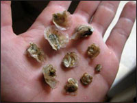 Small oysters in a hand. Photograph by Stephen P. Nash.