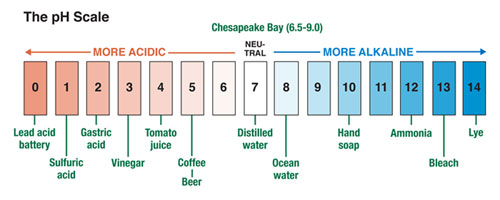 pH Scale. Source: Figure Adapted from Current: the Journal of Marine Education, Volume 25, Number 1, 2009.