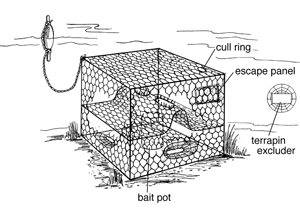 Crab potting drawing from the Virginia Institute of Marine Science