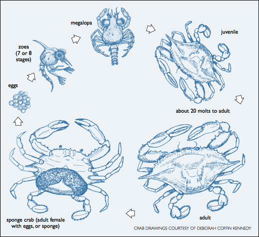Atlantic blue crab life cycle. Crab drawings courtesy of Deborah Coffin Kennedy.