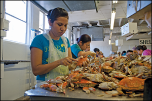 A line of women pick crabs at the J. M. Clayton Seafood Company in Cambridge, Maryland. Credit: Daniel Strain.