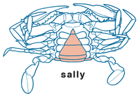 Sally by Al Kettler