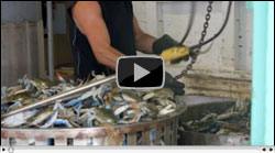 U.S. Crab Meat Imports from Asia 2000-2011