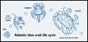 Atlantic Blue Crab Life Cycle. Crab Drawings Courtesy of Deborah Coffin Kennedy.