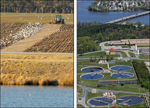 Sources of excess nutrients entering the Bay - farms and wastewater. Credit: Skip Brown (Left), Jane Thomas (right)