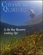 issue cover - An underwater fisheye-lens shot gives a dramatic view of bay grasses and a fisherman in the Susquehanna Flats. In recent years underwater grassbeds have suddenly expanded across the Flats, the broad, shoal-like shallows at the head of the Chesapeake Bay. Grass species returning to the Flats include redhead grass, coontail, watermilfoil, water stargrass, and wild celery. Credit: Octavio Aburto.