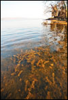 Underwater grassbeds in Gunston Cove. Credit: Michael W. Fincham