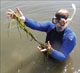 A strand of wild celery found by Debbie Hinkle, a research technician with the University of Maryland Center for Environmental Science. Credit: Dale Booth