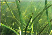 Bay grasses in the Susquehanna Flats