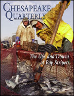 issue cover - Billy Callaway (at the tiller, standing behind one of his workers) is the third generation of his family to fish for striped bass out of pound nets in the Chesapeake and its tributaries. Credit: David Harp.