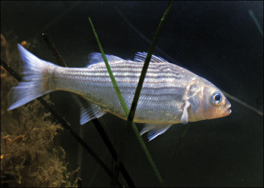 Striped bass. Credit: David Harp.