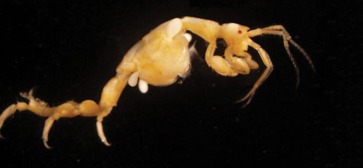 Caprella penantis. Credit: Daniel Strain