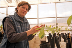 Katia Engelhardt pulls out a thin wild celery shoot. Credit: Daniel Strain