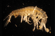 Gammarus mucronatus. Credit: Paul Richardson