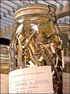 Northern slimy salamanders in a jar. Credit: Daniel Strain