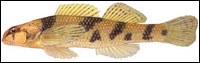 Maryland darter (Etheostoma sellare). Credit: David Neely