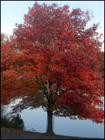 Red maple (Acer rubrum). Credit: Wikimedia Commons.