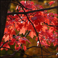 Red maple leaves. Credit: Jeff Dean.