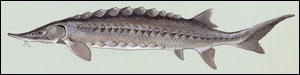 Atlantic sturgeon (Acipenser oxyrinchus oxyrinchus). Credit: Duane Raver