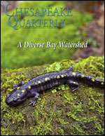 issue cover - Spotted salamanders (Ambystoma maculatum), including this one lying on a log near Ithaca, New York, are common across the eastern United States, including in the Chesapeake Bay watershed. Credit: John Cancalosi.