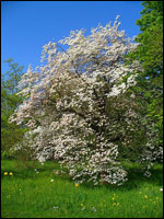 Dogwood (Cornus florida). Credit: Wikimedia Commons.
