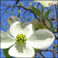 Dogwood flowers. Credit: Wikimedia Commons.