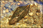 Dwarf wedgemussel (Alasmidonta heterodon). Credit: Susi von Oettingen, U.S. Fish and Wildlife Service