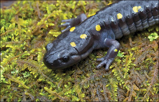 Spotted salamander. Credit: John Cancalosi.