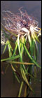 Wild celery shoots. Credit: Maile Neel